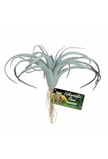 Zoo Med Zoo Med Tillandsia Air Plant