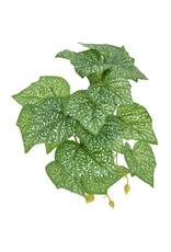 Komodo Komodo Standing Spotted Pothos Small 5"