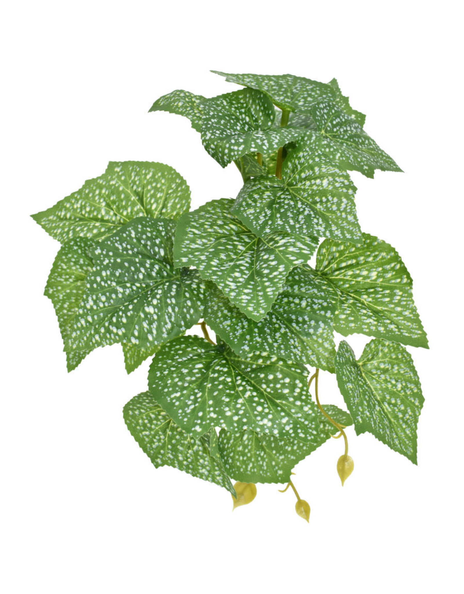 Komodo Komodo Standing Spotted Pothos Small 5" (UPS 3796)
