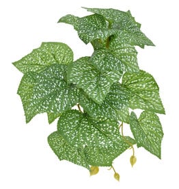 Komodo Komodo Standing Spotted Pothos Small 5"