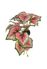 Komodo Komodo Standing Caladium Small 5"