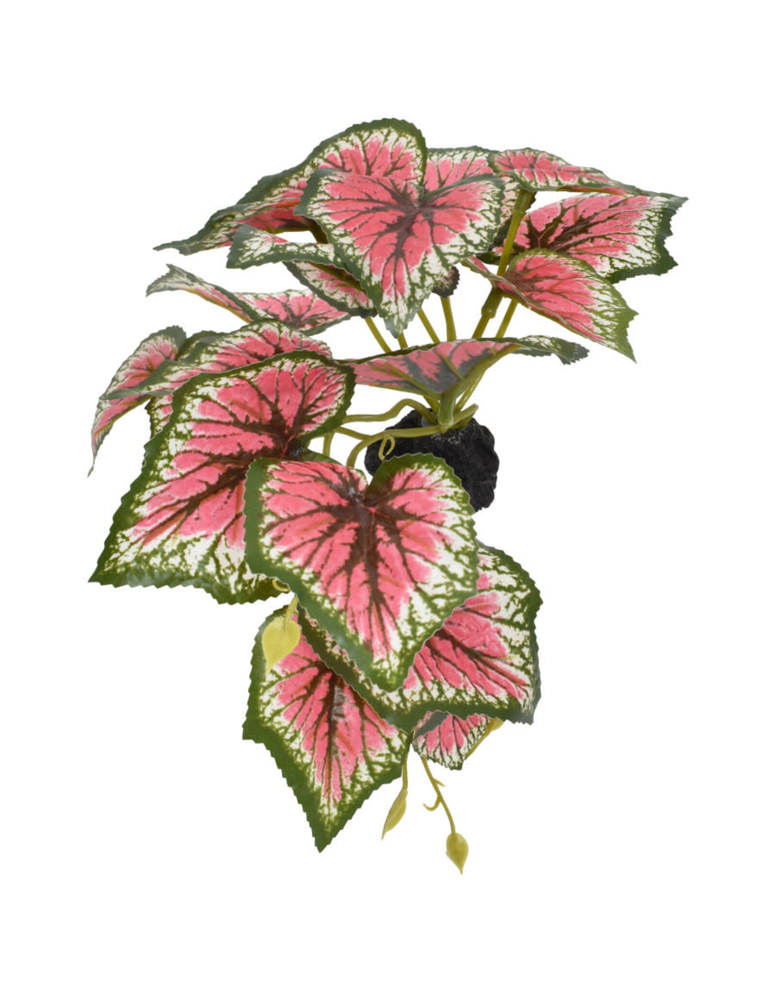 Komodo Komodo Standing Caladium Small 5"