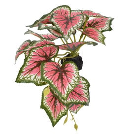 Komodo Komodo Standing Caladium Small 5" (UPC 3819)