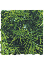 Zoo Med Zoo Med Cashuarina Large