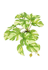 Komodo Komodo Standing Varigated Monstera Small 5"