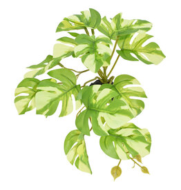 Komodo Komodo Standing Varigated Monstera Small 5"