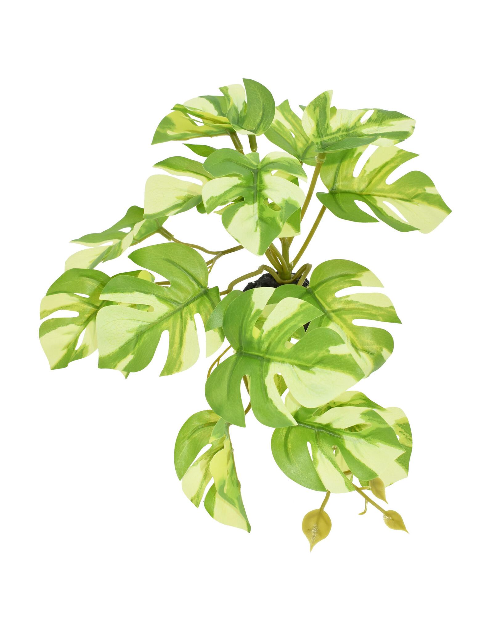 Komodo Komodo Standing Varigated Monstera Small 5"