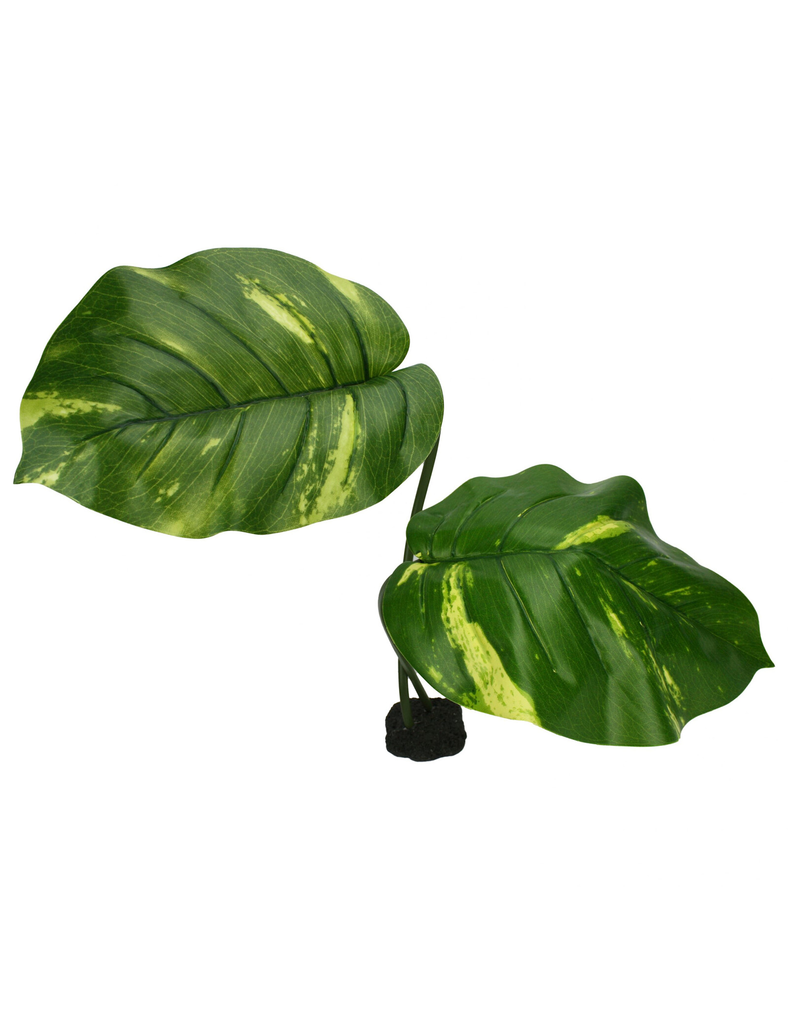 Komodo Komodo Guiana Plant Jumbo 24"(UPC 2027)