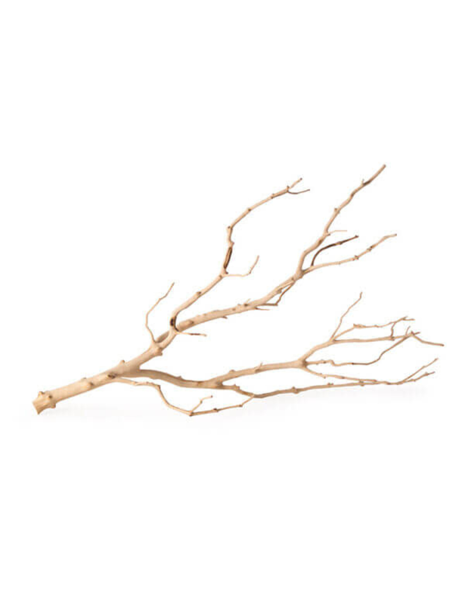 Galapagos Pet Galapagos Staghorn Branch 13-18"**