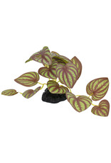 Komodo Komodo Standing Zebrina Plant 3.5" (UPC 3765)