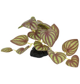 Komodo Komodo Standing Zebrina Plant 3.5"