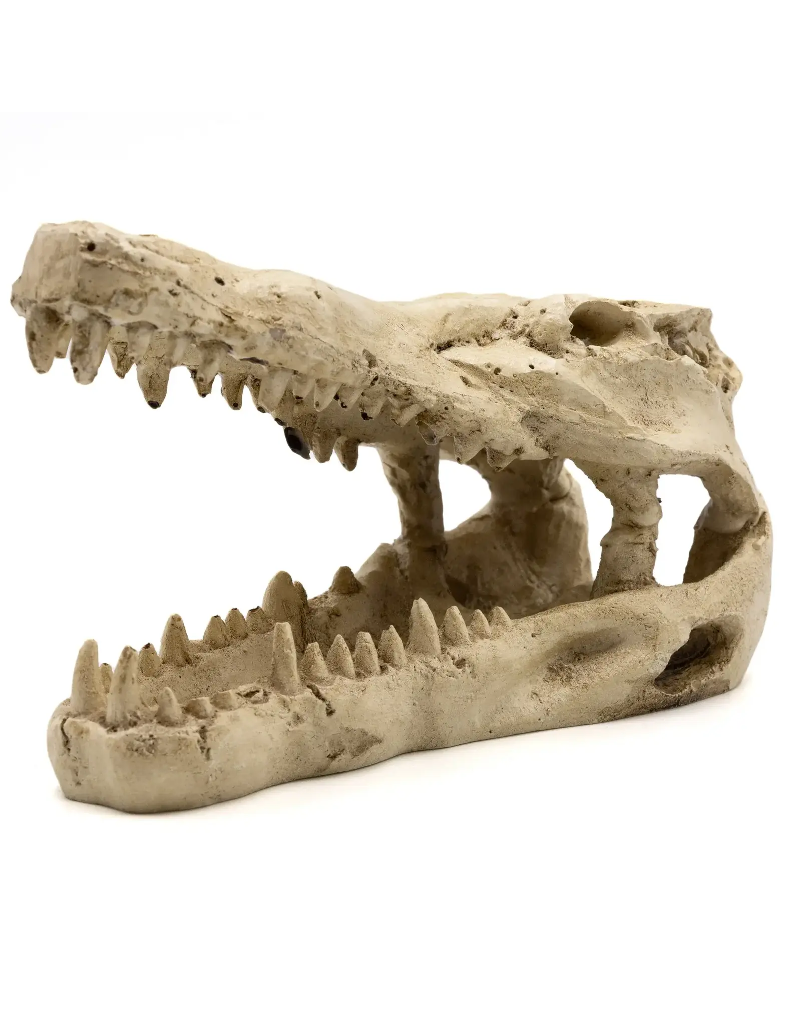 Pangea Pangea Crocodile Skull Small