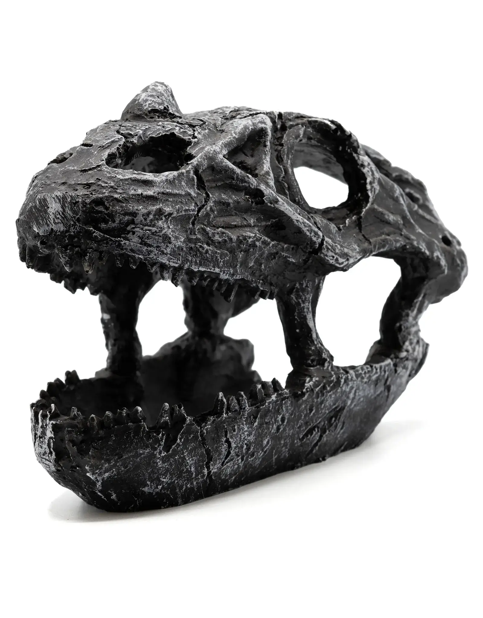 Pangea Pangea Dinosaur Skull Reptile Hide