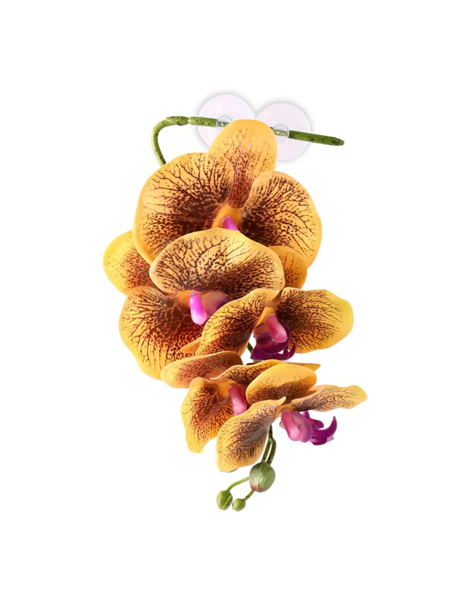 Pangea Pangea Hanging Orchid Yellow