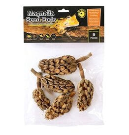 Galapagos Pet Galapagos Magnolia Seed Pods 5pk