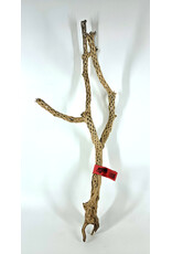 Sublime Vines Sublime Vines Cholla Wood Large 24"