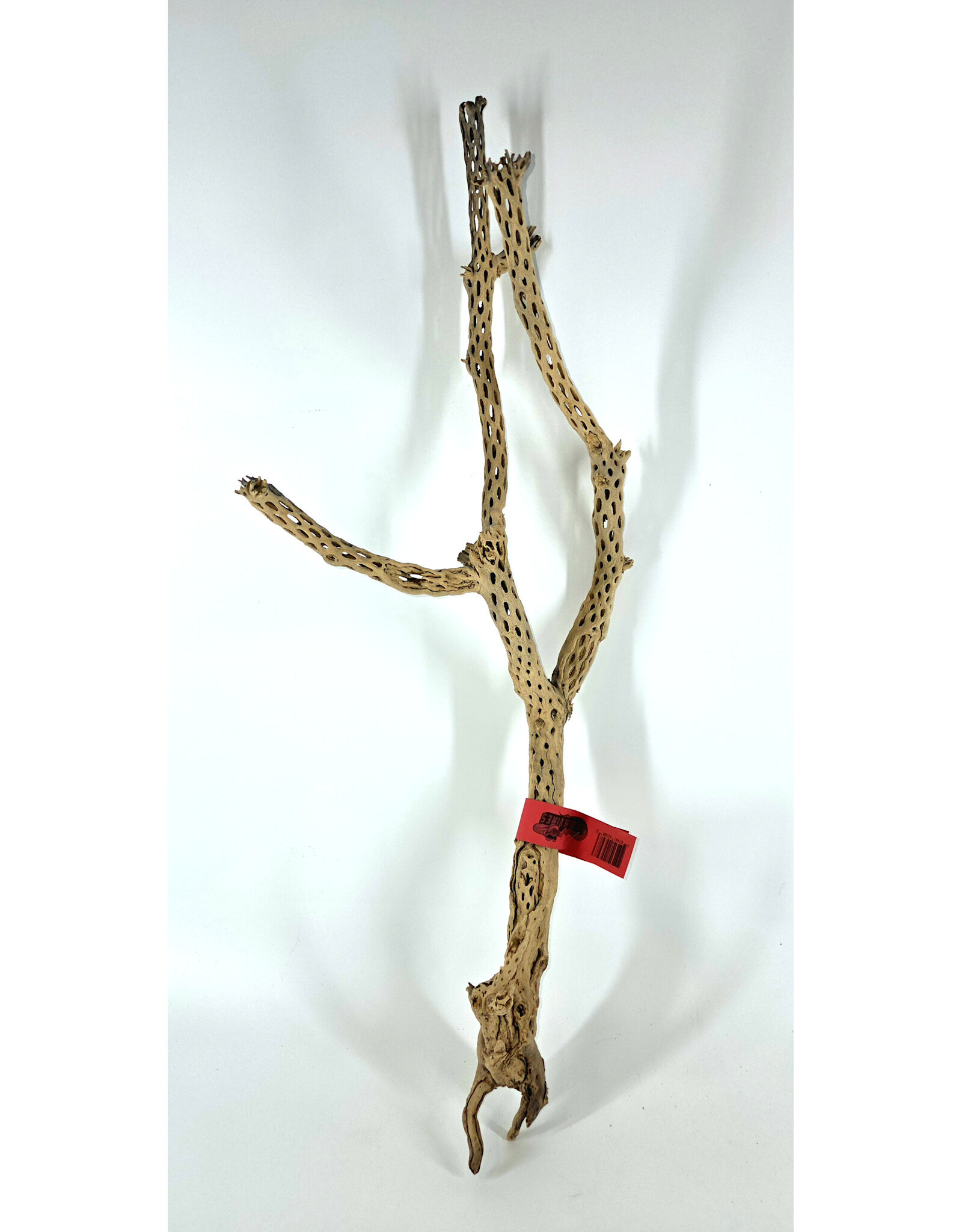 Sublime Vines Sublime Vines Cholla Wood Large 24"