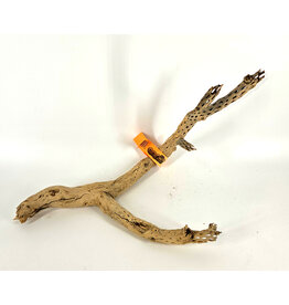 Sublime Vines Sublime Vines Cholla Wood Medium 18"