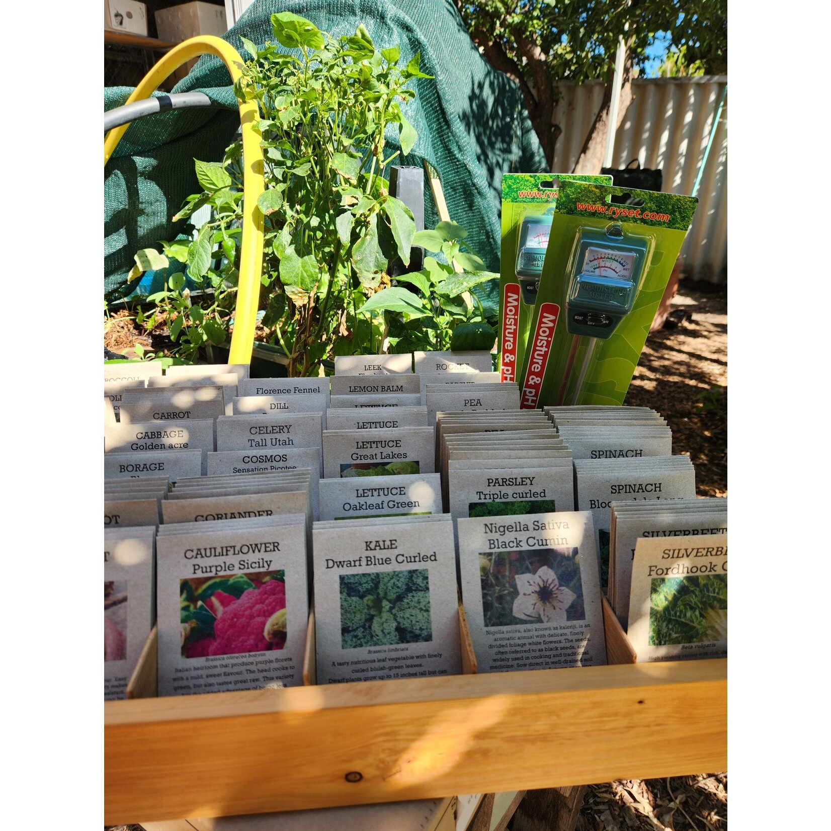 Thrive Sustainability Seeds