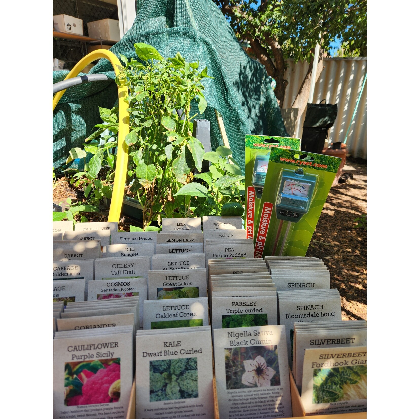 Thrive Sustainability Seeds