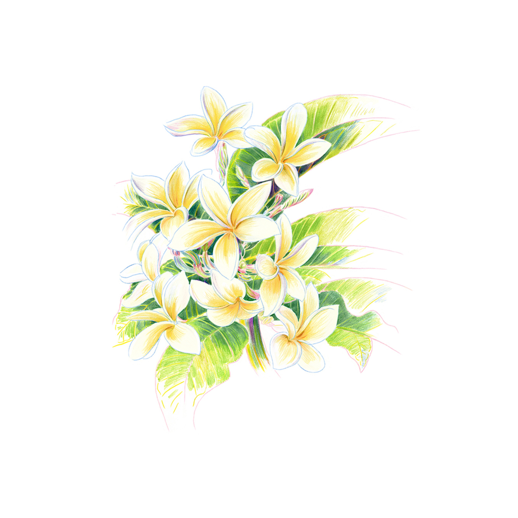 Limited Edition Prints Frangipani Drawing, 1981