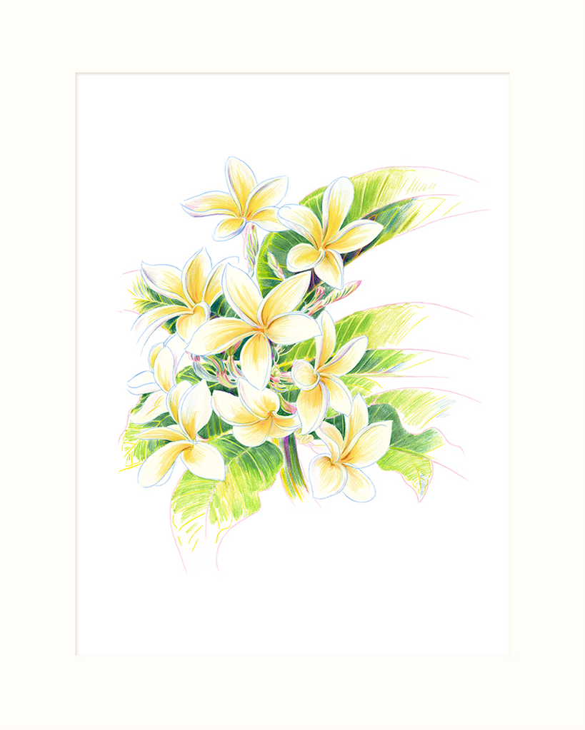 Handdrawn frangipani flower coloring book of vector illustration artistic  blossom flowers plumeria isolated on white background sketch art leaf  branch botanic collection for adult and children 16889751 Vector Art at  Vecteezy