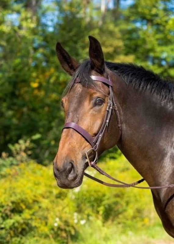 Shires Shires Avignon Middleburg Hunt Bridle