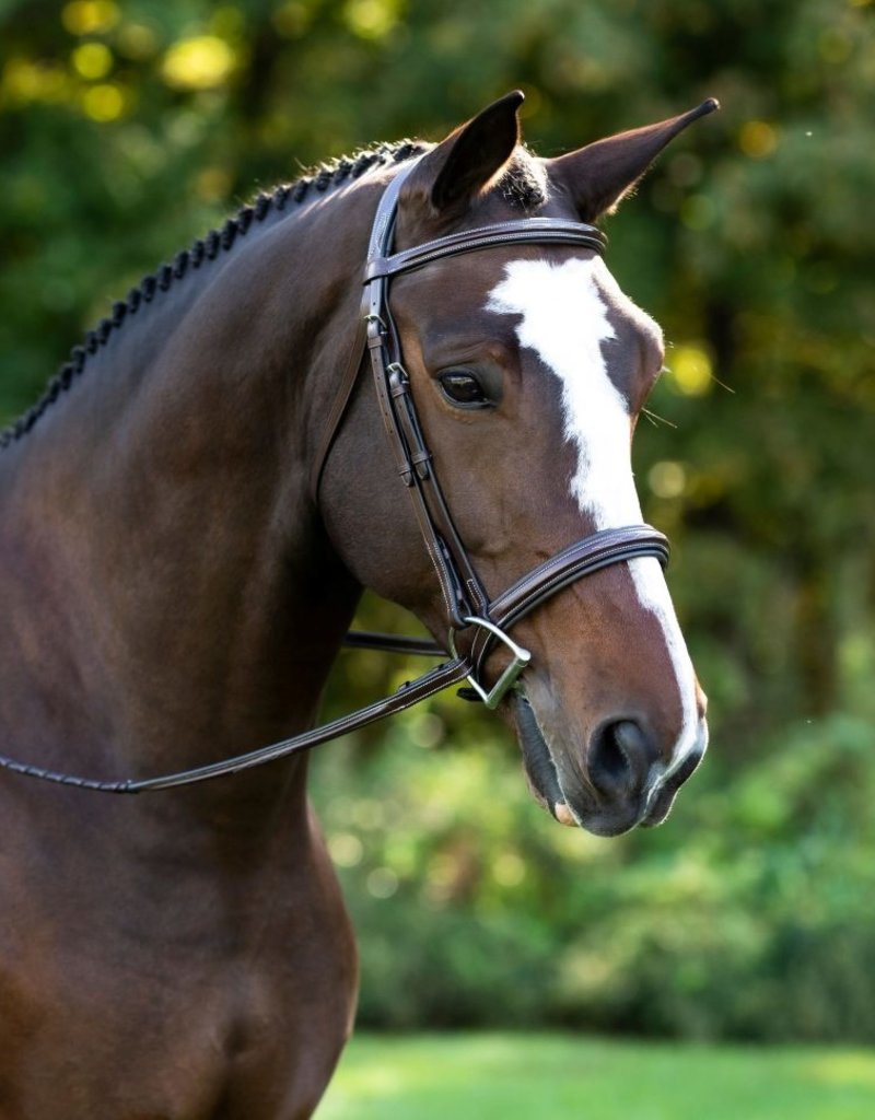 Black Oak Black Oak Laurel Hunter Bridle