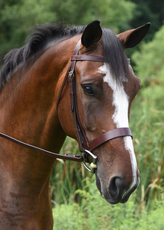 Black Oak Black Oak Foxtrot Hunt Bridle Cob