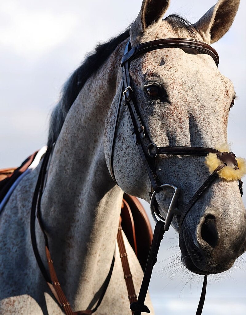 Arion Arion Figure 8 Bridle Brown Full