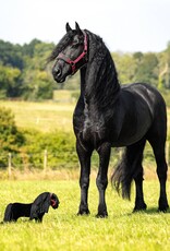 LeMieux LeMieux Toy Pony Spike