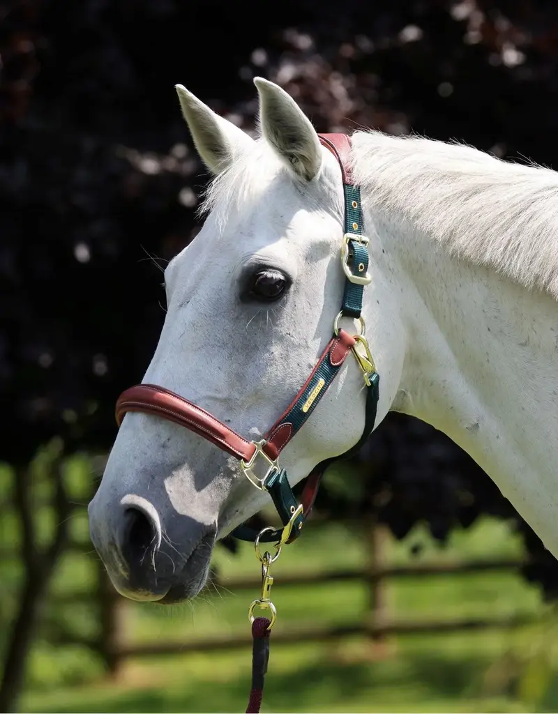 LUSSO Lusso Padded Breakaway Halter Hunter Green