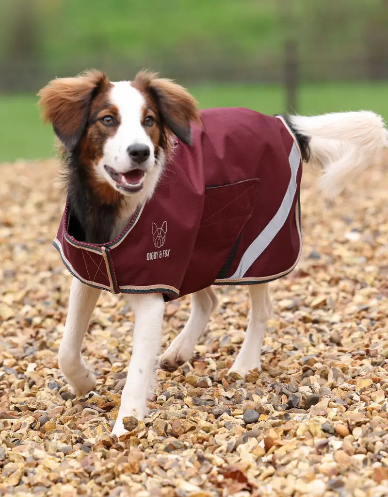 Aubrion Digby and Fox Lite Waterproof Dog Coat Maroon