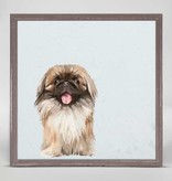 Pekingese - Happy Square