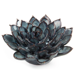 B09 - Coral 6 Succulent Large Blue Gray