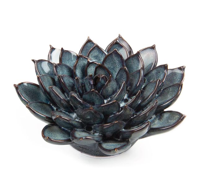 B09 - Coral 6 Succulent Large Blue Gray