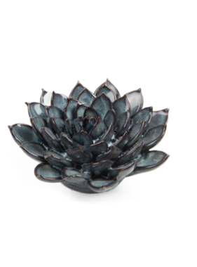 B09 - Coral 6 Succulent Large Blue Gray