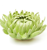 B19- Coral 12 Flower Green