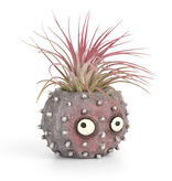 Uni Urchin Planter