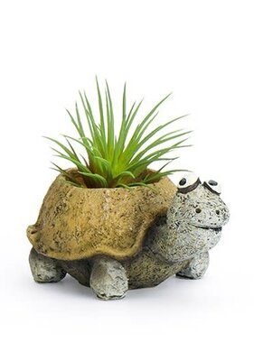 Baby Preston Tortoise Mini Planter
