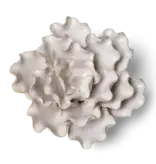 B21 - Flower Ivory Sea Lettuce Medium