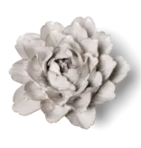 B? - Flower Ivory Zinnia Coastal