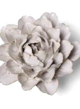 B? - Flower Ivory Zinnia Coastal
