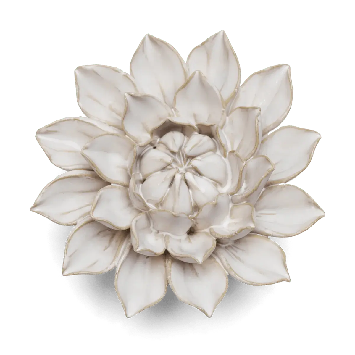 Ivory Monch Aster - CO27