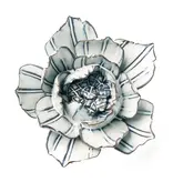 NO10 - Nantucket 10 Flower White