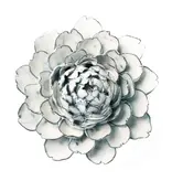 NA01 - Nantucket 01 Flower White