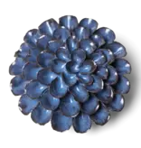 Tropical Foliage Garden Art Blue Noir Pompon Dahlia