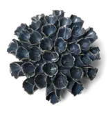 SP01 - Coral - Sea Polyp Blue Grey