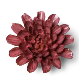 JA17 - Flower - Blush Pink Star Dahlia
