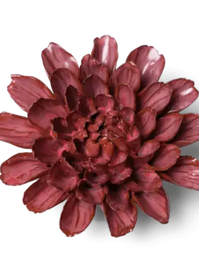 Blush Pink Star Dahlia